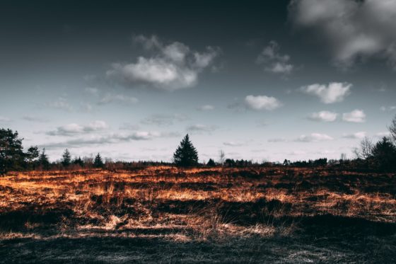 brown open field