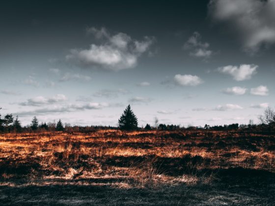 brown open field